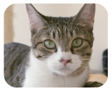 あらゆる要求において鳴きます