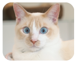 名前を呼ぶとヤーと鳴きます