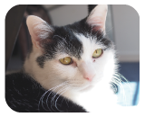 低くウワォと鳴きます