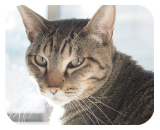 ハイトーンでワッワッと鳴きます