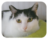 お腹が空いている時だけ囁くように鳴きます