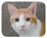 きまぐれにヤオと鳴きます