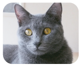 猫の鳴き声とされるニャーに近い鳴き方をします